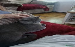 British Shorthair cats for sale: Blue British Shorthair - Nervous boy - Image 4