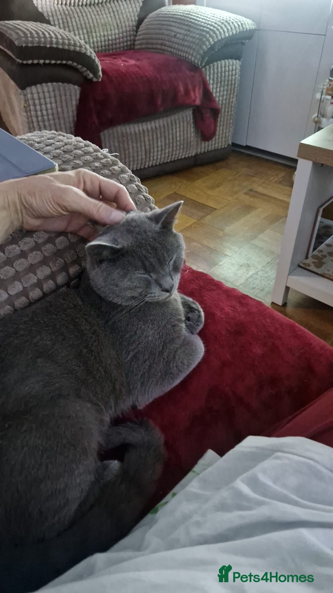 British Shorthair cats for sale: Blue British Shorthair - Nervous boy - Image 4