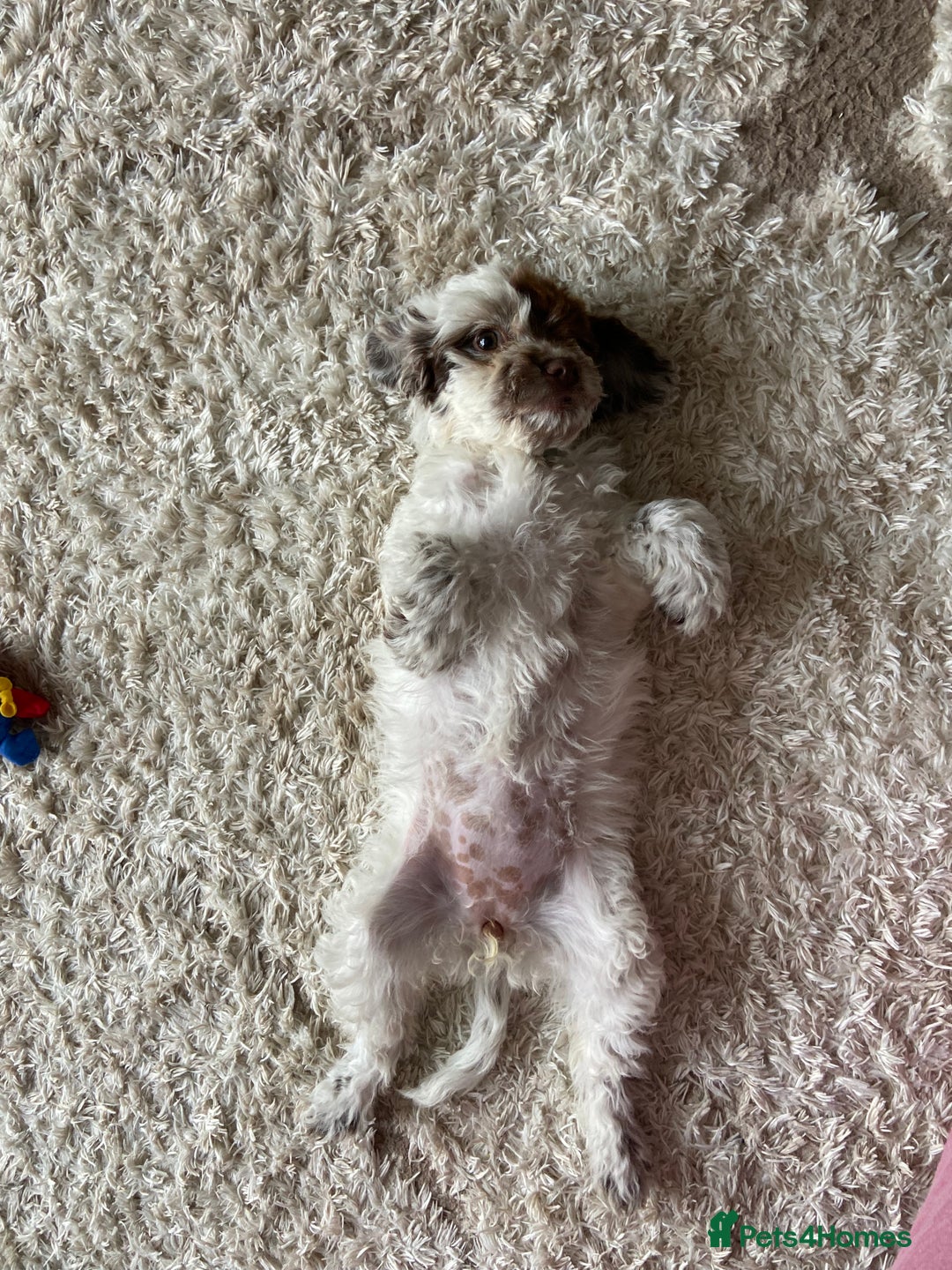 Cockapoo dogs for sale: Cockerpoo girl - Image 2