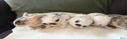 Mixed Breed rabbits for sale: 9x MINI LION LOP BUNNIES READY SEPTEMBER  - Advert 5
