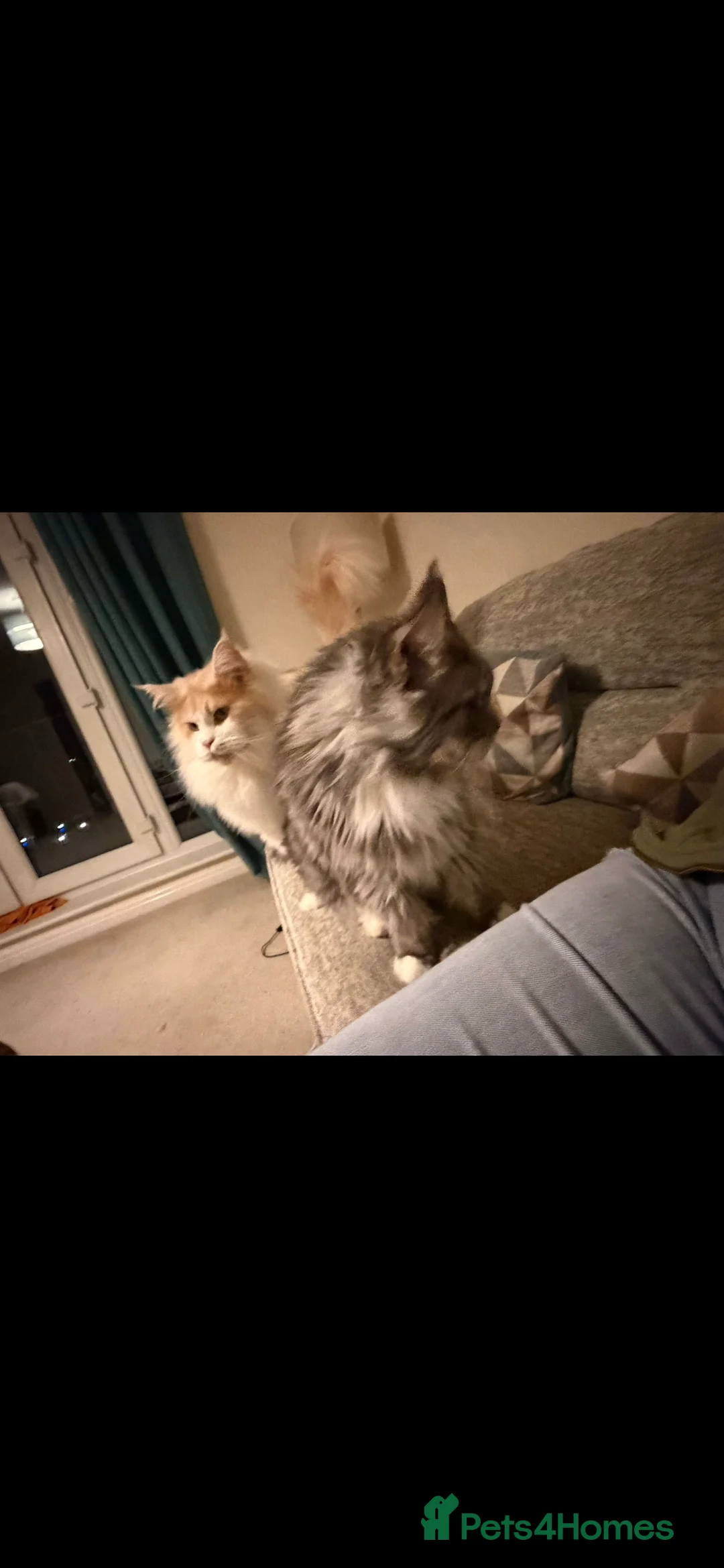 Maine Coon cats for sale: 5 and 5 1/2 year old Maine Coons - Advert 3