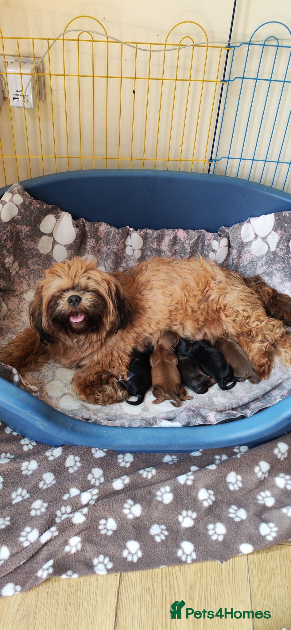 Shih Tzu dogs 5 beautiful puppies  - Advert 2