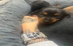 Miniature Dachshund dogs for sale: Miniature Sausages 🌭 - Image 3