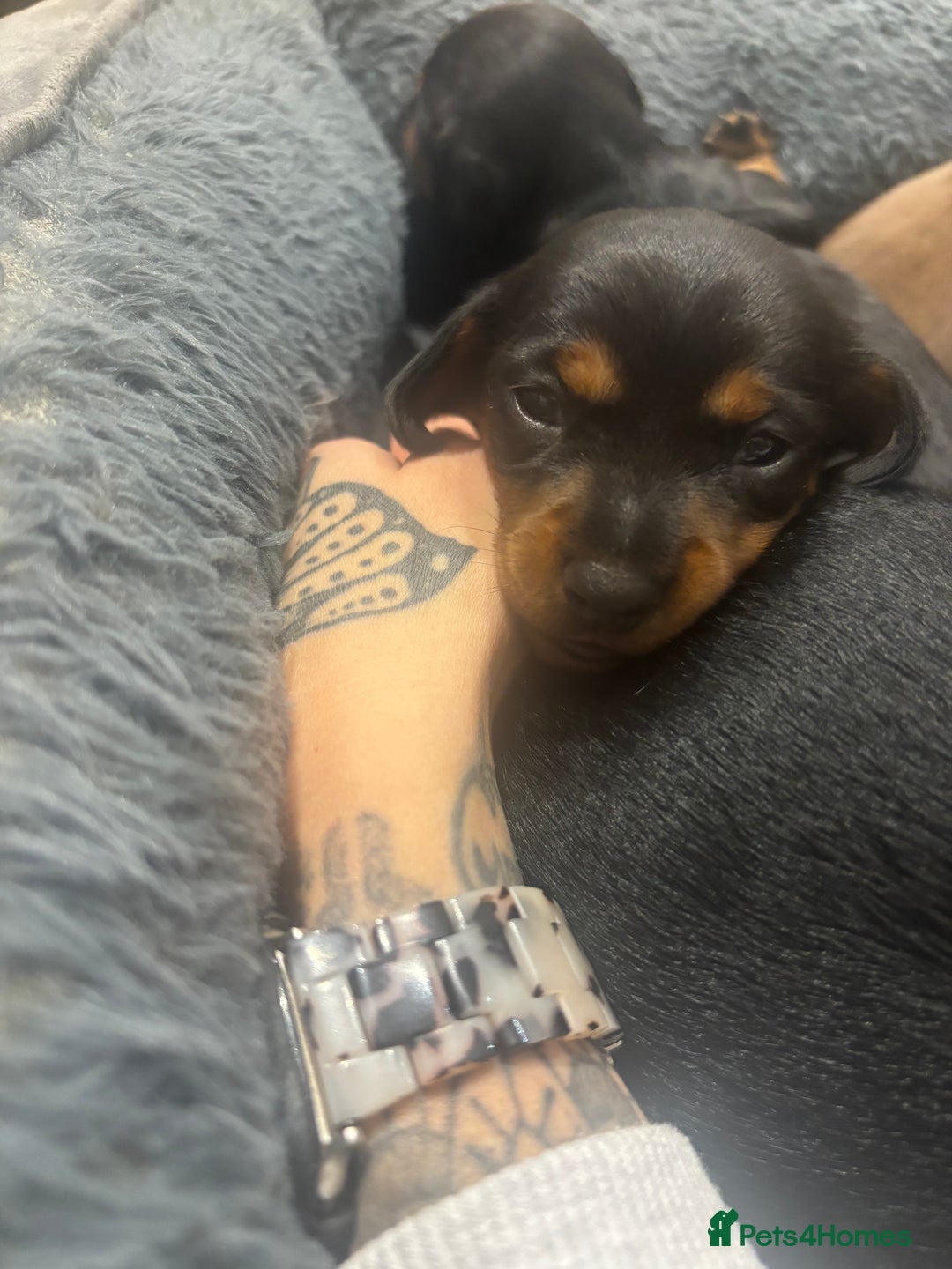 Miniature Dachshund dogs for sale: Miniature Sausages 🌭 - Image 3