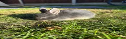 Mixed Breed rabbits for sale: Beautiful Dwarfs lops (Ready to go)  - Advert 3