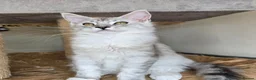 Maine Coon cats for sale: Ready now Silver with white Maine Coon kittens - Advert 28