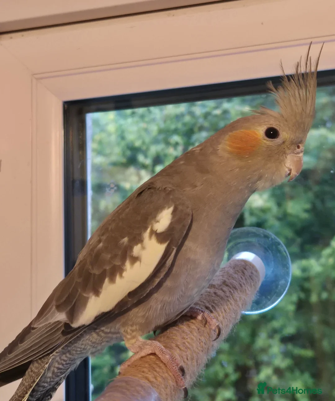 Cockatiels birds for sale: Handtame Cockatiel  - Advert 2