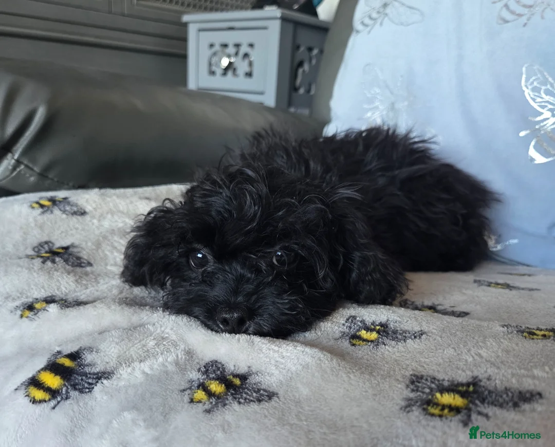 Shihpoo dogs for sale: READY NOW Due to being let down last girl  - Advert 2