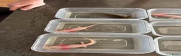 Axolotl reptiles for sale: Rescue Axolotls Looking For New Home  - Advert 11