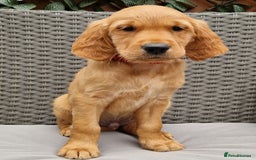Golden Retriever dogs for sale: Red pups KC Registered Golden Retriever in Oxted - Image 2