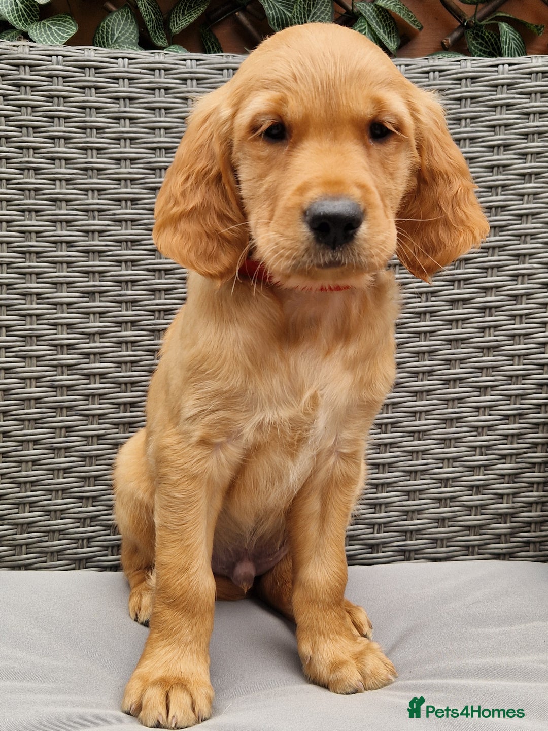 Golden Retriever dogs for sale: Red pups KC Registered Golden Retriever in Oxted - Image 2
