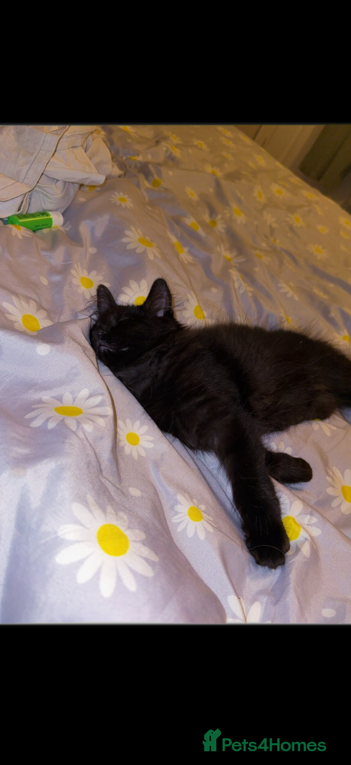 Mixed Breed cats Black male young cat - Advert 3