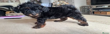 Toy Poodle Puppy 2