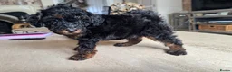 Toy Poodle dogs for sale: Toy Poodle - Advert 17