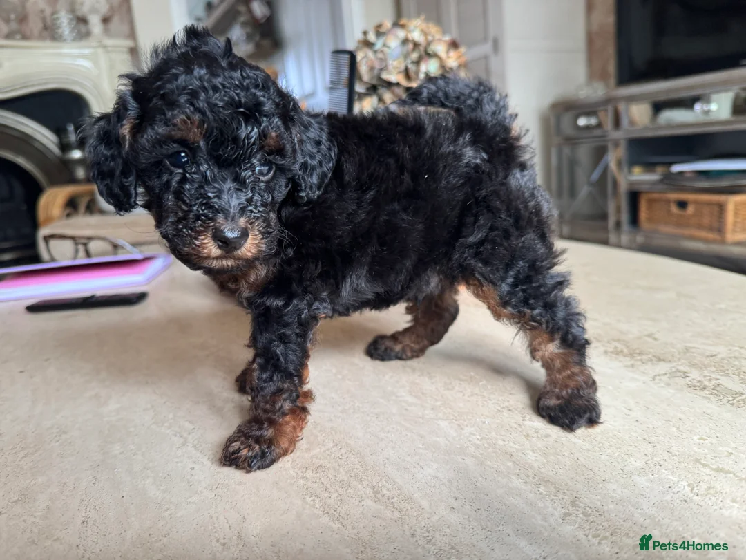 Toy Poodle dogs for sale: Toy Poodle - Advert 17
