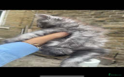 Persian cats for sale: Purebred Persian kitten  - Image 7