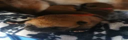 Japanese Shiba Inu dogs for sale: 5 Beautiful Shiba puppies looking for their home - Advert 13