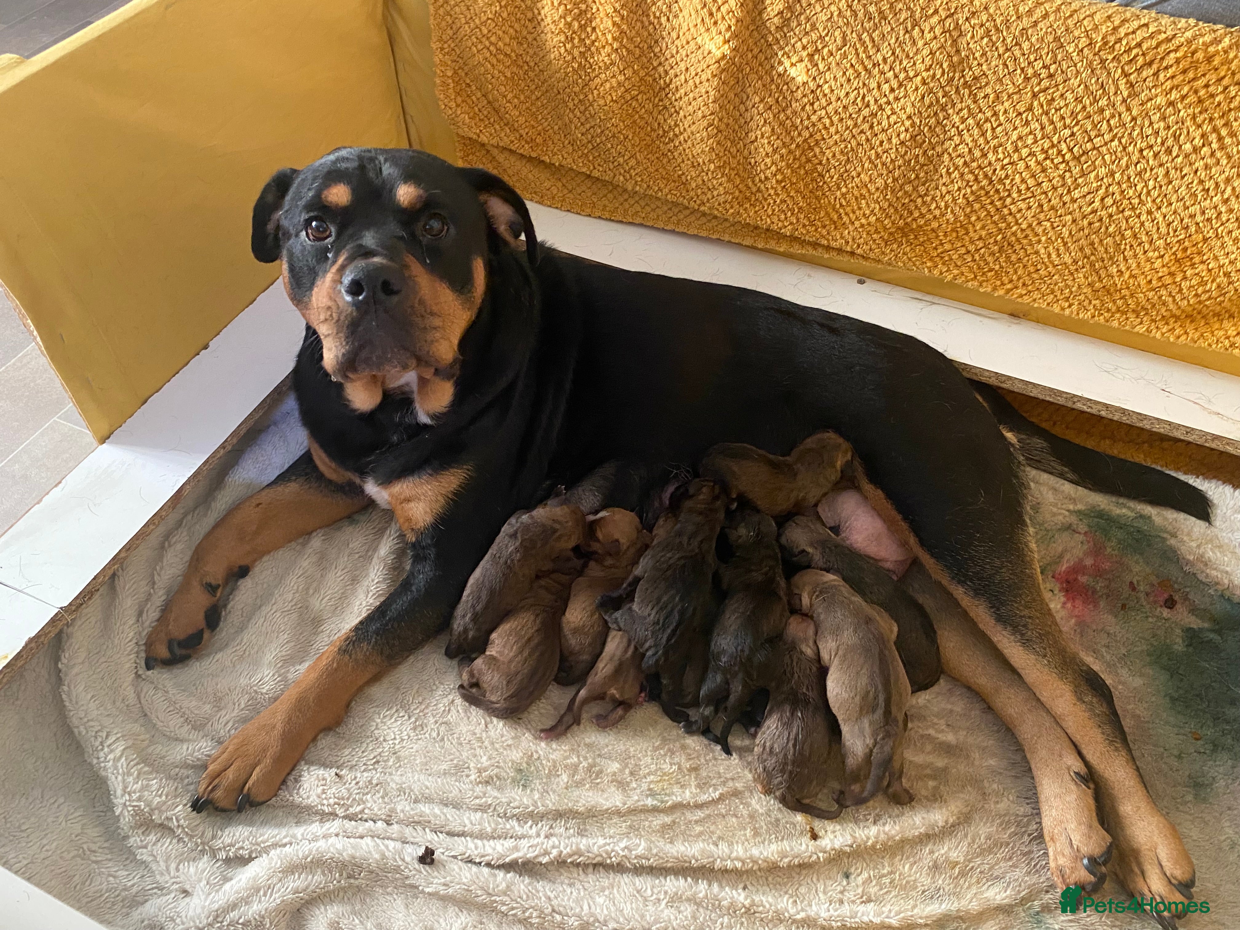 Mixed Breed dogs Rottweiler bulldog cross staffy - Advert 1