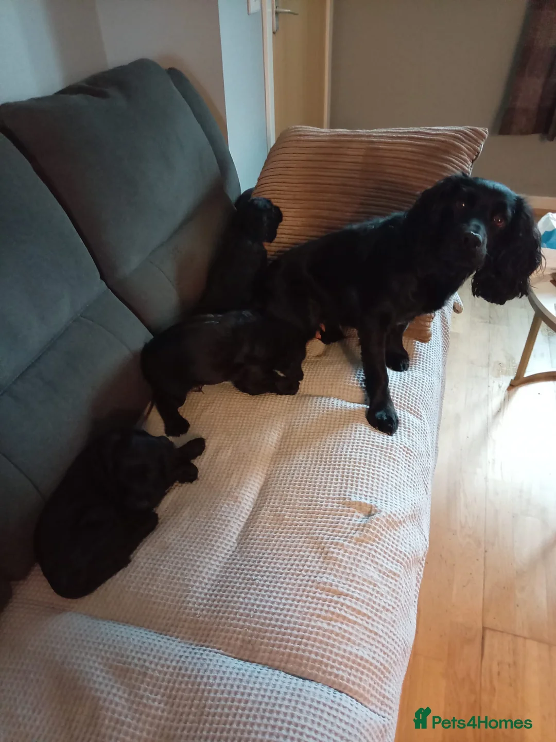 Cocker Spaniel dogs for sale: Cocker puppies  - Advert 5