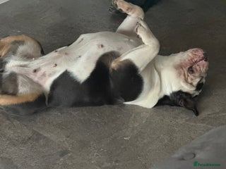 English Bulldog dogs - Advert 22