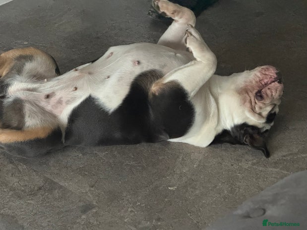 English Bulldog dogs - Advert 3