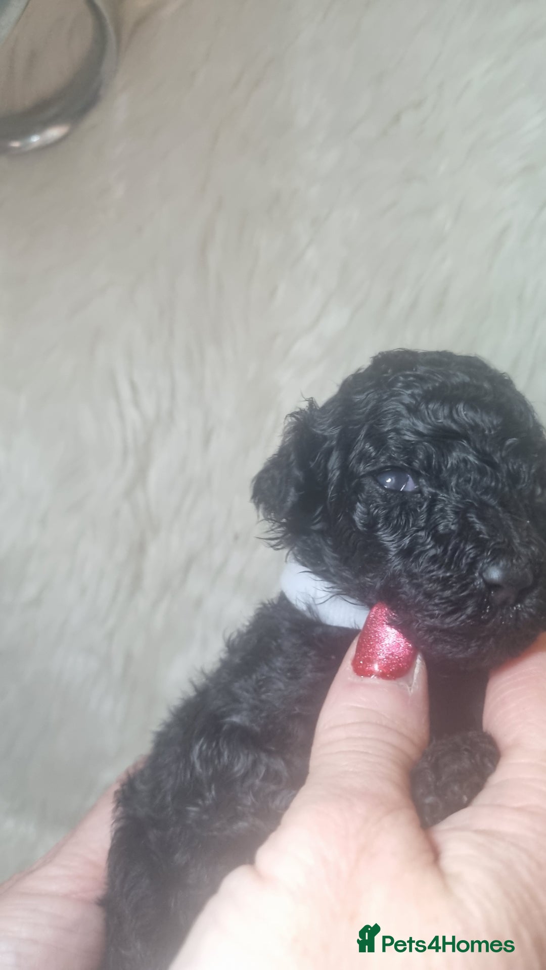 Standard Poodle dogs for sale: Exceptional Health Tested Puppies Due - Advert 15