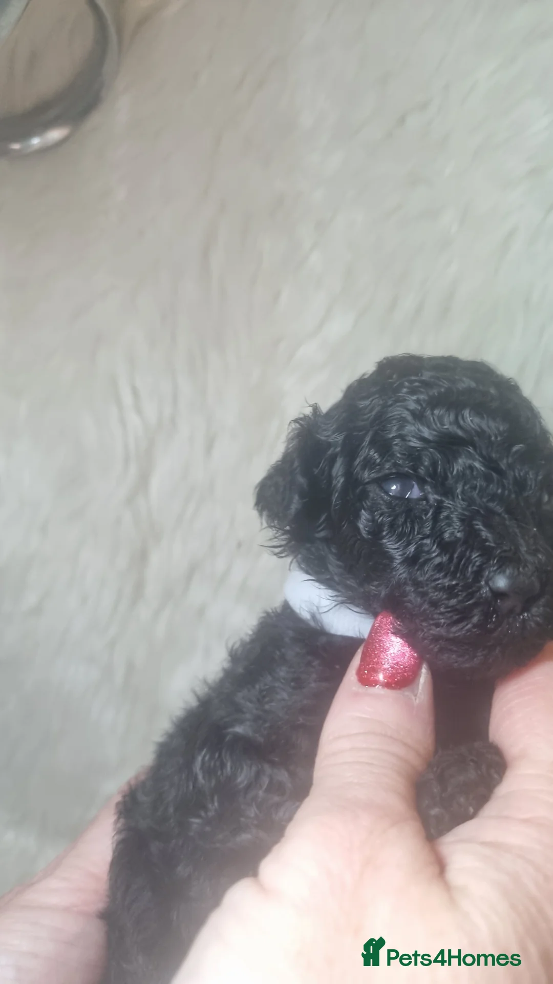 Standard Poodle dogs for sale: Exceptional Health Tested Parents 1 Girl Availabe - Advert 24