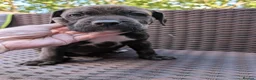 Mixed Breed dogs for sale: Alapaha blue blood bulldog cross staffy puppies  - Advert 8