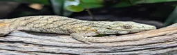 Gecko reptiles for sale: Eurydactylodes vieillardi - chameleon gecko - Advert 1