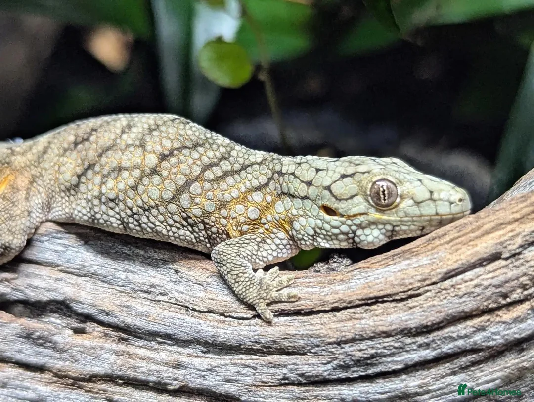 Gecko reptiles for sale: Eurydactylodes vieillardi - chameleon gecko - Advert 1