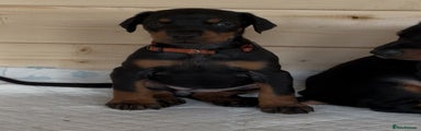 Dobermann Puppy 5 Orange
