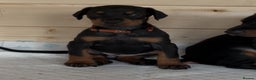 Dobermann dogs for sale: Amazing Dobermann puppies.  - Advert 22