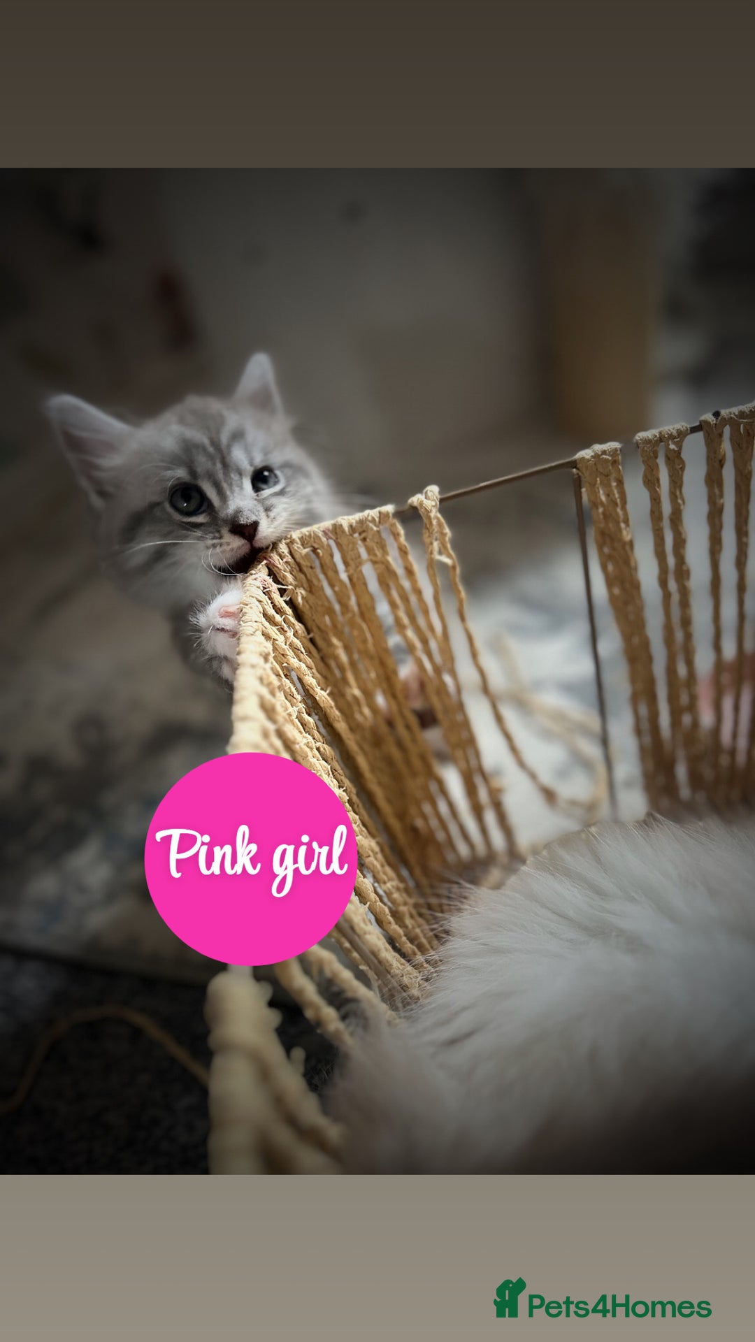 Maine Coon cats for sale: Mainecoon - Image 5