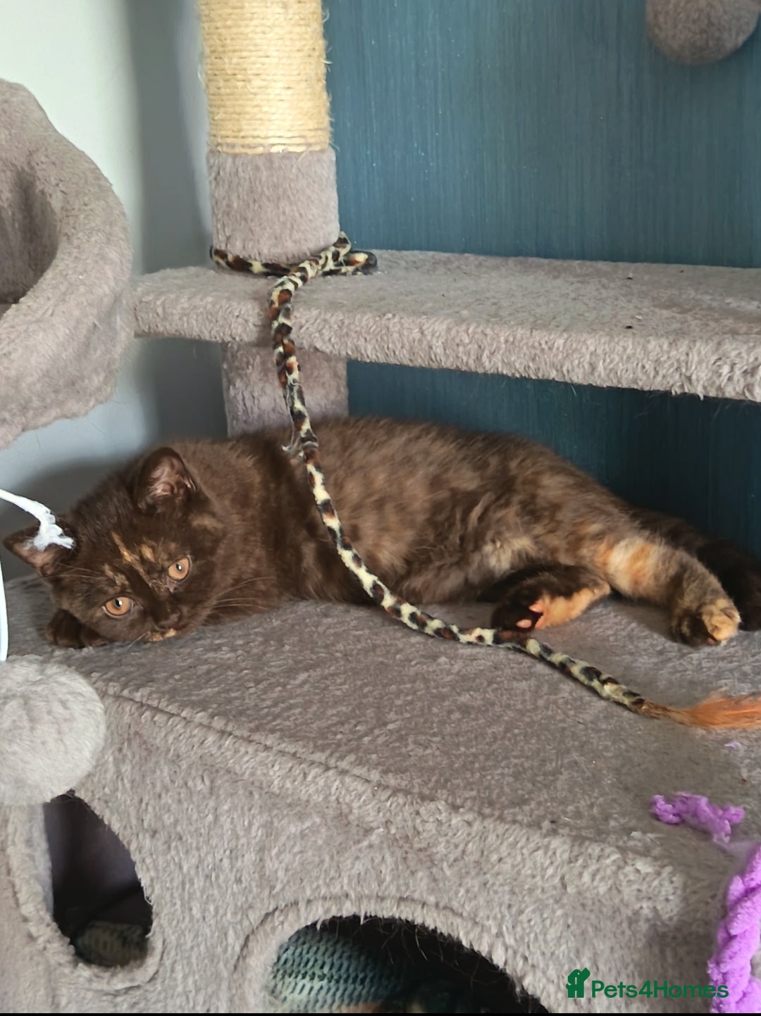 British Shorthair cats Beautiful GCCF Active Female - Advert 15