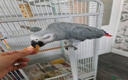 Parrots birds for sale: Male African Grey Parrot - Image 1