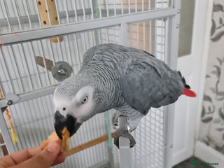 Parrots birds for sale - Advert 1