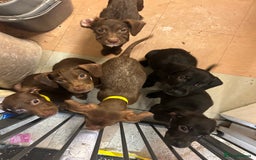 Mixed Breed dogs for sale: American pocket bully x labradoodle  - Image 3