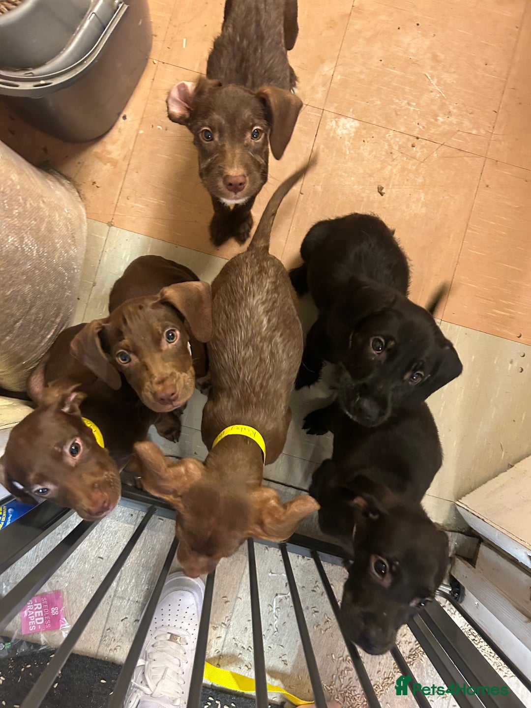 Mixed Breed dogs for sale: American pocket bully x labradoodle  - Image 3
