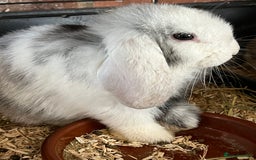 Mini Lop rabbits for sale: Mini Lop Baby Boys - Image 22