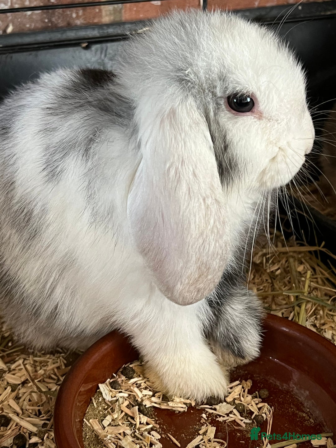 Mini Lop rabbits for sale: Mini Lop Baby Boys - Image 22