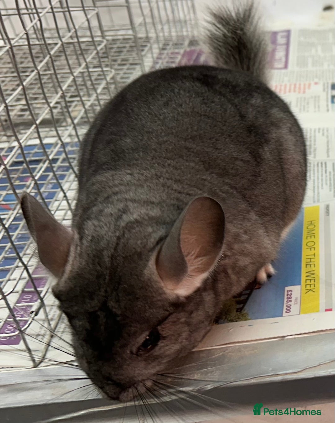 Chinchilla rodents for sale: Lola, beautiful Standard girl, lovely temperament - Advert 7