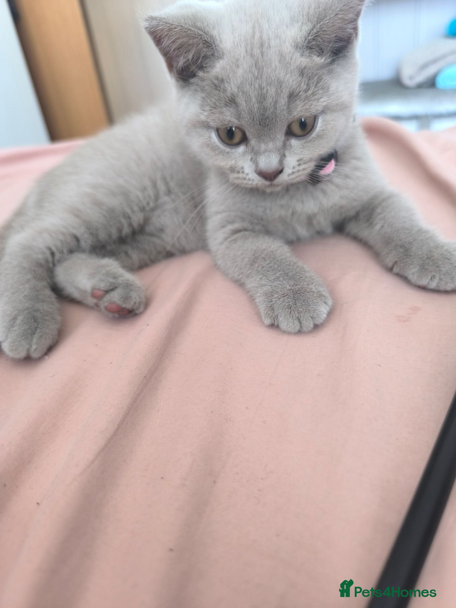 British Shorthair cats Scotch Fold X British Short Hair - Advert 1