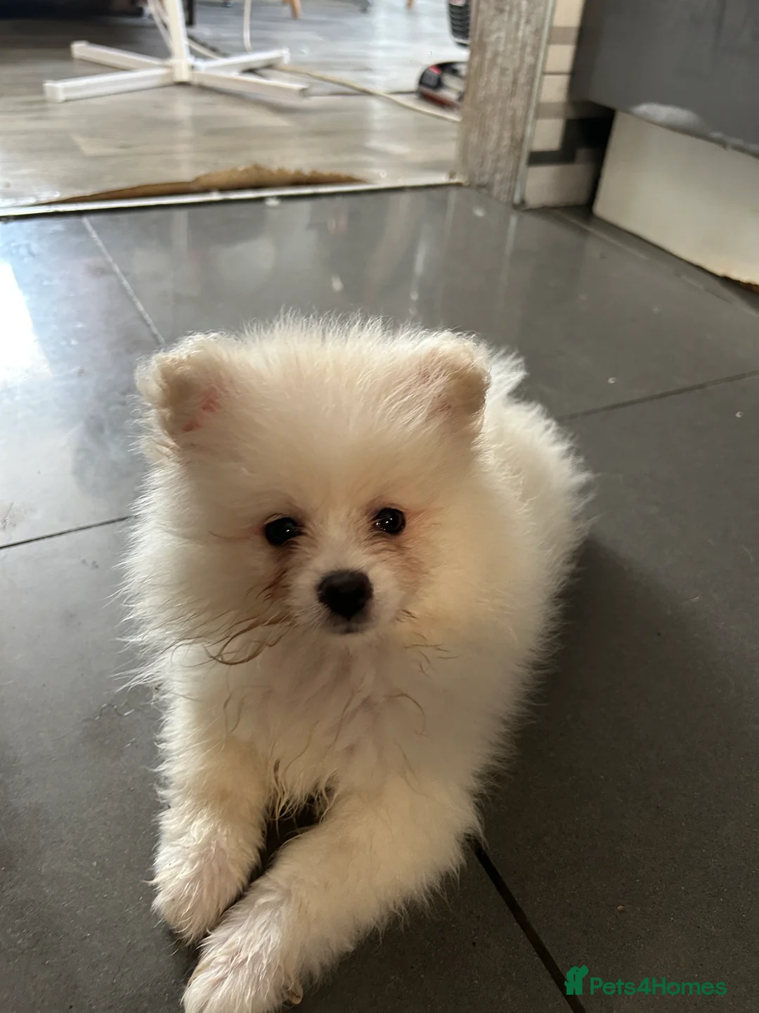 Pomeranian dogs for sale: 3 Pure white Pomeranians - 1 girl 2 boys - Advert 2
