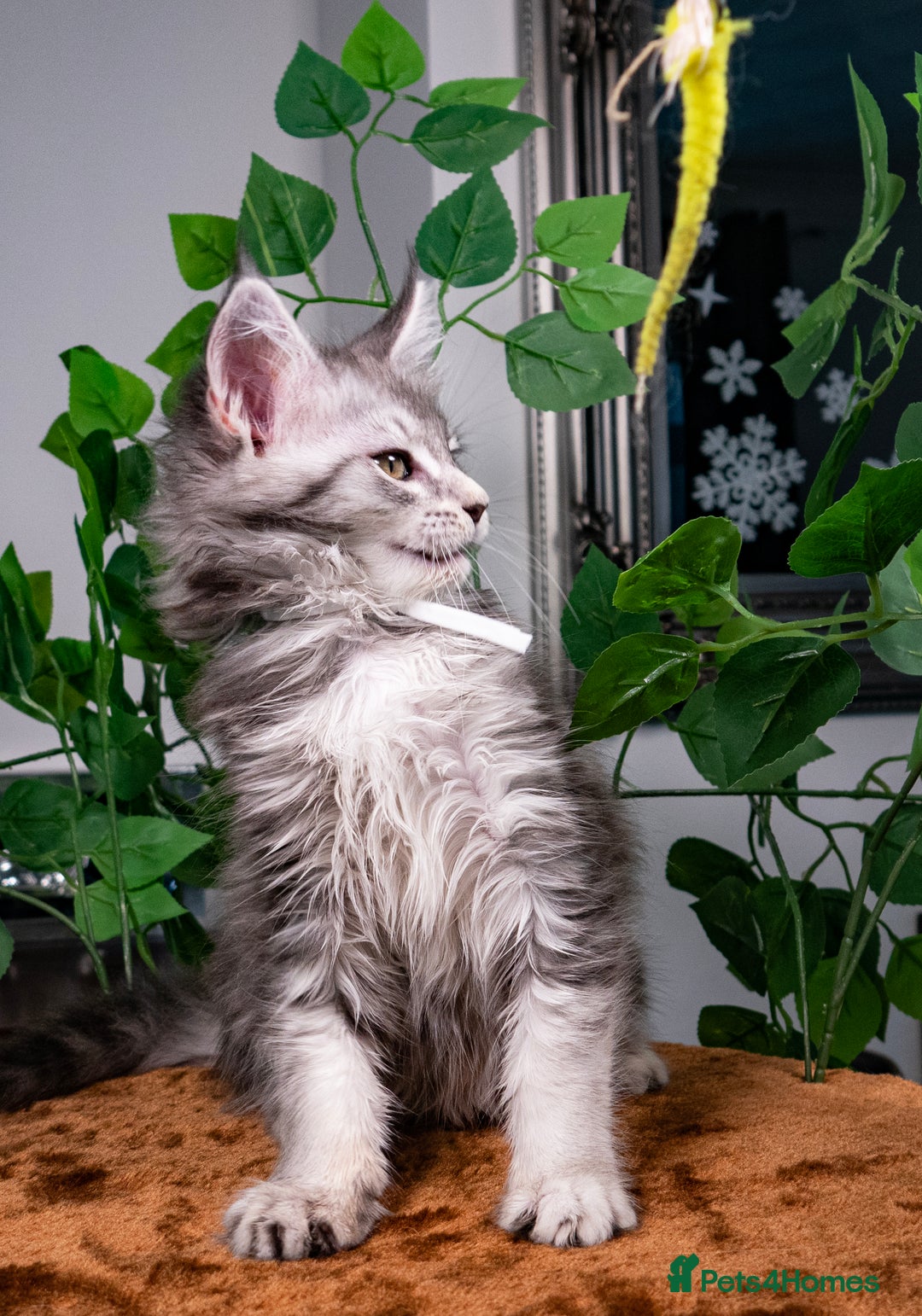 Maine Coon cats for sale: 8 STUNNING PEDIGREE TICA REG MAINE COON KITTENS - Advert 7