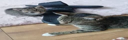 Mixed Breed cats for sale: Mixed breed - Advert 1