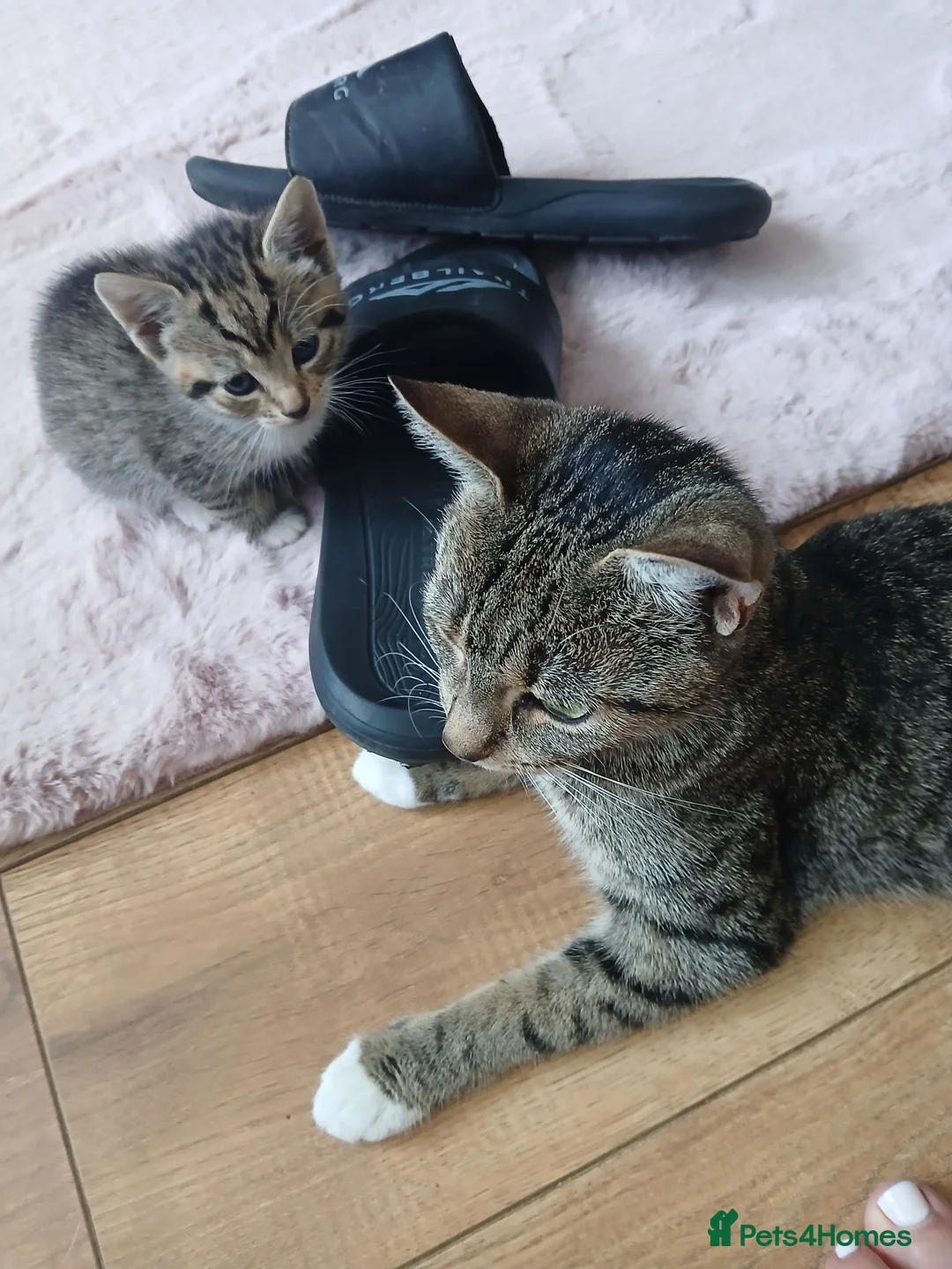 Mixed Breed cats for sale: Mixed breed - Advert 1