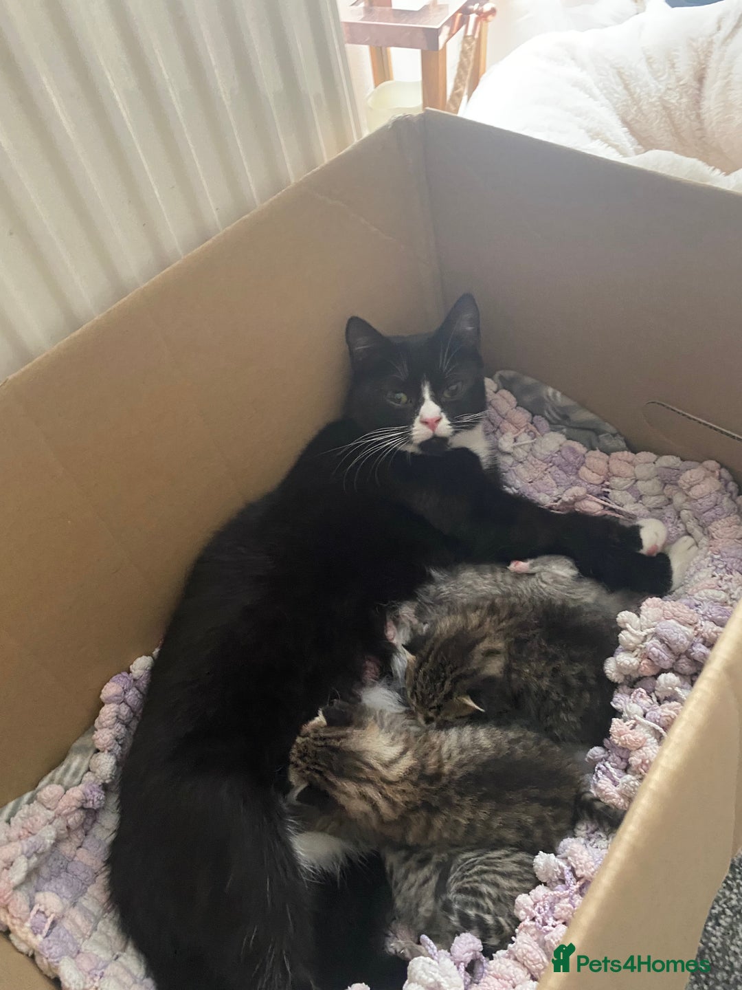 British Shorthair cats for sale: 4 beautiful kittens - Image 15