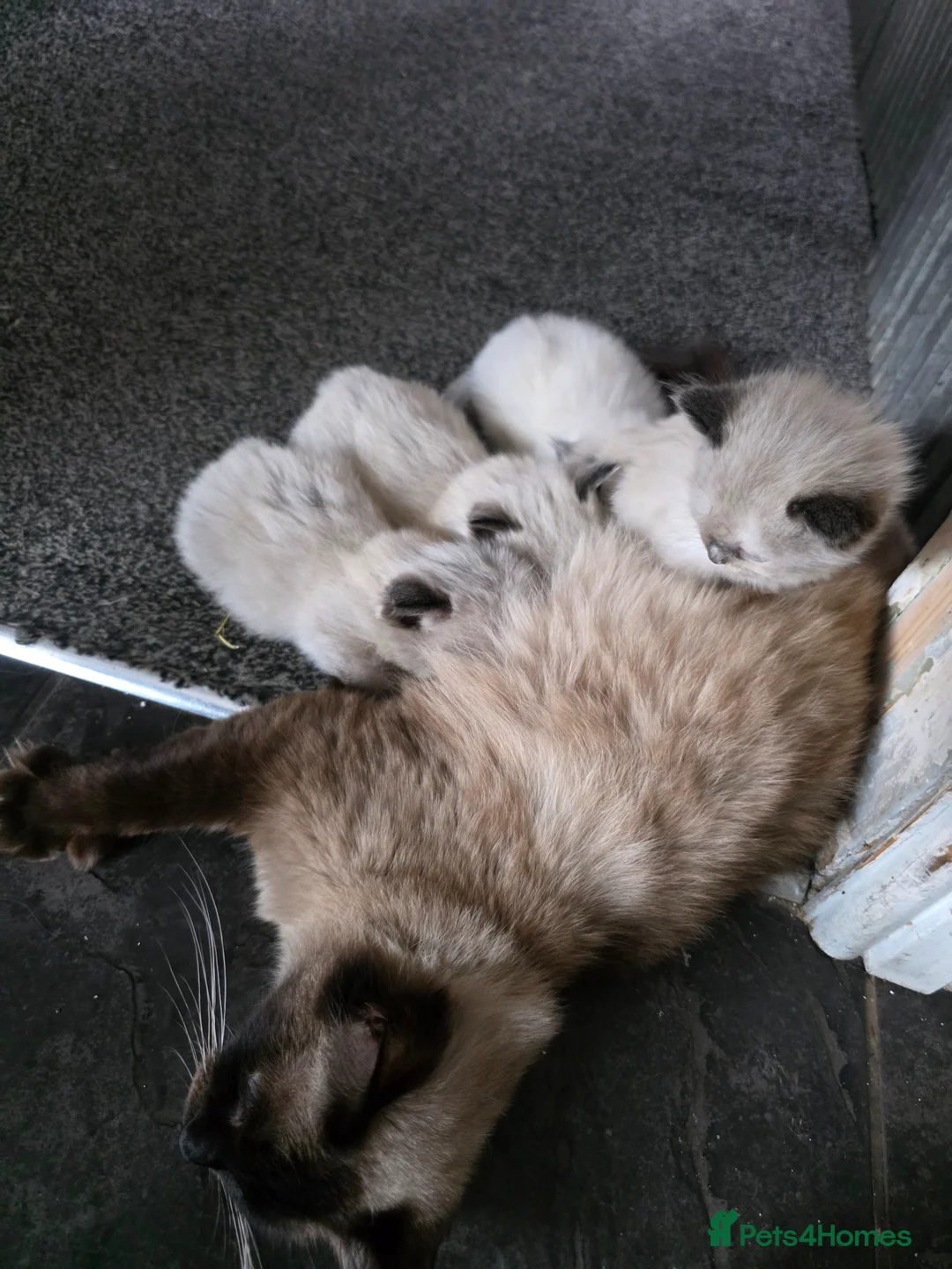 Ragdoll cats for sale: Ragdoll Kittens  - Advert 6