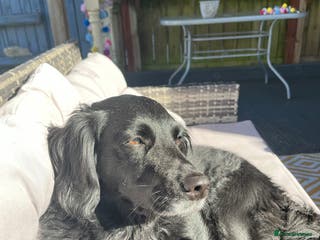 Goldendoodle dogs Goldendoodle up for adoption - Advert 5