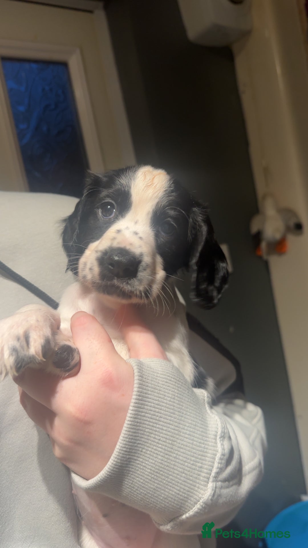 Cocker Spaniel dogs for sale: Cocker spaniel puppies  - Advert 1